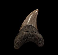 Atlantic ocean Parodotus benedeni tooth for sale |Buried Treasure Fossils