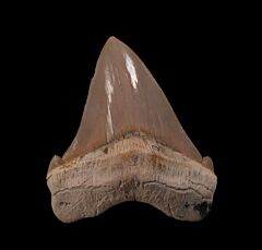 Quality Peruvian Chub tooth for sale | Buried Treasure Fossils