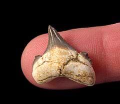 Rare Chubutensis shark tooth from Peru | Buried Treasure Fossils