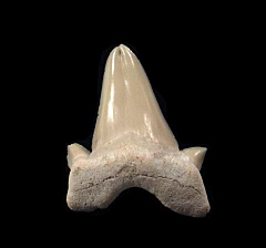 Pathologic Otodus shark tooth | Buried Treasure Fossils