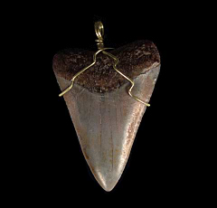Colorful Peruvian shark tooth necklace for sale | Buried Treasure Fossils
