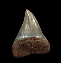 Extra large Peruvian Great White tooth for sale | Buried Treasure Fossils