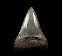 The spike - Peruvian Great White tooth for sale | Buried Treasure Fossils