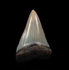 A GEM 2-1/4" Peruvian Great White shark tooth. Upper jaw tooth.