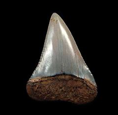 Big Peruvian Great White shark tooth for sale | Buried Treasure Fossils