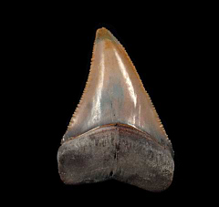 Peruvian Great White tooth for sale | Buried Treasure Fossils