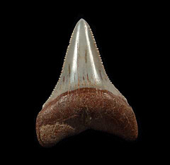 Colorful Peruvian Great White tooth for sale | Buried Treasure Fossils
