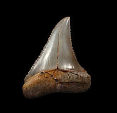 Quality Peruvian Great White shark tooth for sale | Buried Treasure Fossils