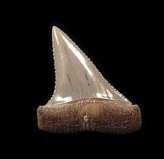 Top quality Peruvian Great White shark tooth for sale | Buried Treasure Fossils