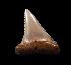 Brown Peruvian Great White shark tooth for sale | Buried Treasure Fossils