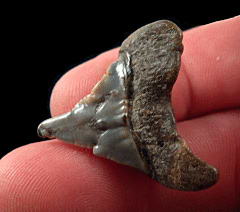 Colorful juvenile Peruvian Great White tooth for sale | Buried Treasure Fossils