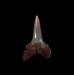 Brown juvenile Peruvian Great White tooth for sale | Buried Treasure Fossils