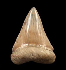 A super cool Top Quality Peruvian Great White shark tooth. Posterior from a a very large Great White shark. Root is 3/8" thick!