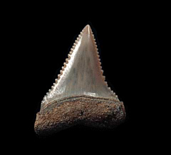 Peruvian Carcharodon carcharias shark tooth for sale | Buried Treasure Fossils