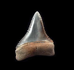 Peruvian Carcharodon carcharias tooth for sale | Buried Treasure Fossils