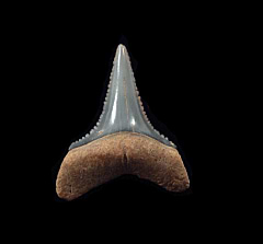 Peruvian Carcharodon carcharias shark tooth for sale | Buried Treasure Fossils