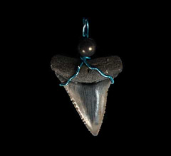 White shark tooth for sale - necklace from Peru  |  Buried Treasure Fossils
