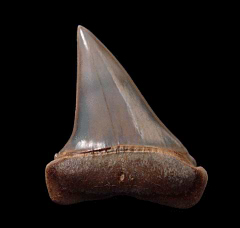 Perfect Peruvian Cosmopolitodus tooth for sale | Buried Treasure Fossils
