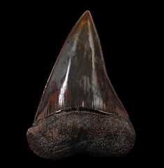 Perfect Peruvian Cosmopolitodus tooth for sale | Buried Treasure Fossils