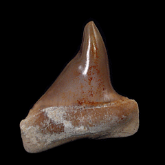 Green Peruvian Mako shark tooth for sale| Buried Treasure Fossils