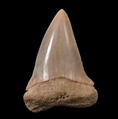 Peruvian Mako shark tooth for sale| Buried Treasure Fossils