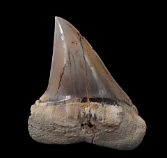 Perfect Peruvian Carcharodon hastalis shark tooth for sale | Buried Treasure Fossils