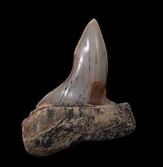 Perfect Peruvian Cosmopolitodus shark tooth for sale | Buried Treasure Fossils