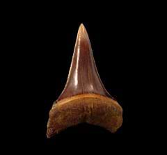 Isurus hastalis tooth from Peru for sale | Buried Treasure Fossils