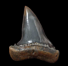 Peruvian Mako shark tooth for sale | Buried Treasure Fossils