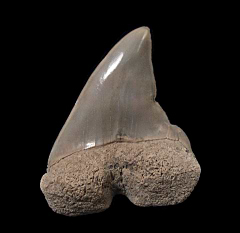 Peruvian Carcharodon hastalis shark tooth for sale | Buried Treasure Fossils