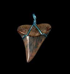 High quality authentic shark tooth necklace