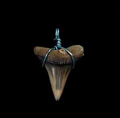 great white tooth necklace