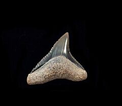 Carcharhinus leucas                                       