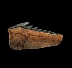 Peruvian Hexanchus griseus tooth | Buried Treasure Fossils