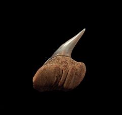 Peruvian Hexanchus  parasymphyseal tooth | Buried Treasure Fossils
