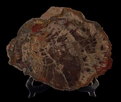 Conifer Petrified Wood - Polished slab | Buried Treasure Fossils