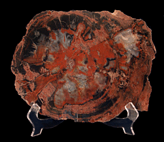 Arizona Rainbow Petrified Wood - Polished slab | Buried Treasure Fossils