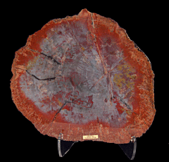 Rainbow Petrified Wood - Polished slab | Buried Treasure Fossils