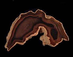 Petrified Wood section - Carya Wood | Buried Treasure Fossils