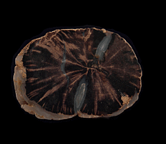 Petrified Wood section - Blue Forest | Buried Treasure Fossils