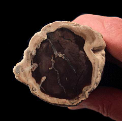 Petrified Wood - Utah  | Buried Treasure Fossils