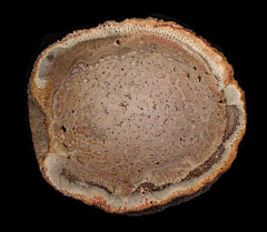 Tietea singularis - Tree Fern Fossil | Buried Treasure Fossils