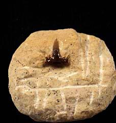Arpagodus rectangulus tooth for sale | Buried Treasure Fossils