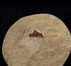 Real Ctenacanthus obruchevi tooth for sale | Buried Treasure Fossils