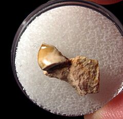 Real Deltodus laminaris tooth for sale | Buried Treasure Fossils