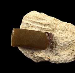 Extra Large Lagarodus angustus tooth for sale | Buried Treasure Fossils