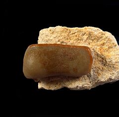 Rare Lagarodus angustus tooth for sale | Buried Treasure Fossils