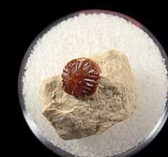 Petrodus acutus denticle for sale | Buried Treasure Fossils
