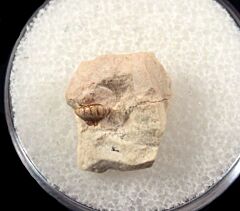 Poecilodus circinnas tooth for sale | Buried Treasure Fossils