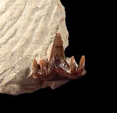 Symmorium lamnoides tooth for sale | Buried Treasure Fossils
